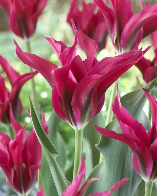 Tulip Doll's Minuet ( Bulbs) Lily flowering , FALL PLANTING - Caribbean garden seed garden products, 