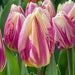 Tulip HPPY FEET - TOP Size TULIP bulbs , fall planting - Caribbean garden seed garden products, 