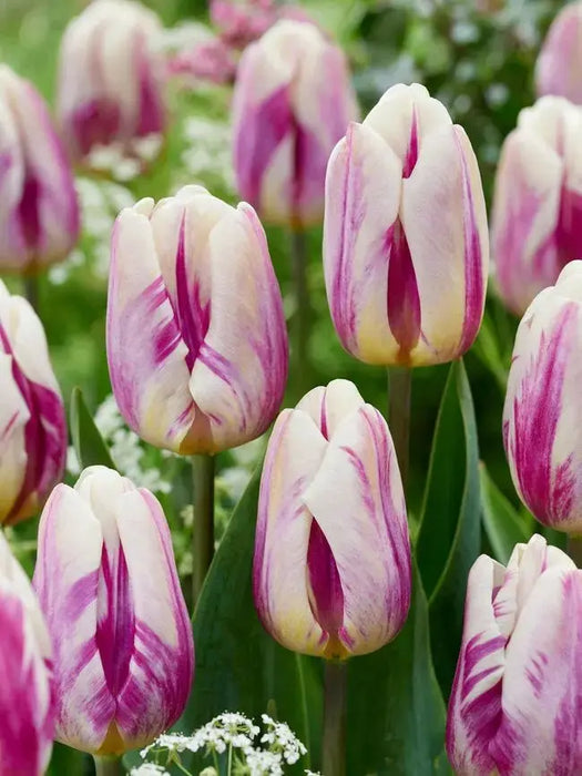 Tulip HPPY FEET - TOP Size TULIP bulbs , fall planting - Caribbean garden seed garden products, 