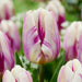 Tulip HPPY FEET - TOP Size TULIP bulbs , fall planting - Caribbean garden seed garden products, 