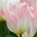 Tulip Flaming EMPEROR - TOP Size TULIP bulbs , fall planting ! - Caribbean garden seed garden products, 