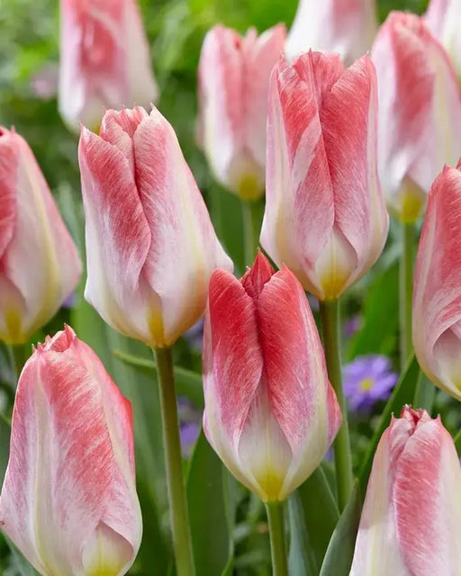 Tulip Flaming EMPEROR - TOP Size TULIP bulbs , fall planting ! - Caribbean garden seed garden products, 