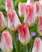Tulip Flaming EMPEROR - TOP Size TULIP bulbs , fall planting ! - Caribbean garden seed garden products, 