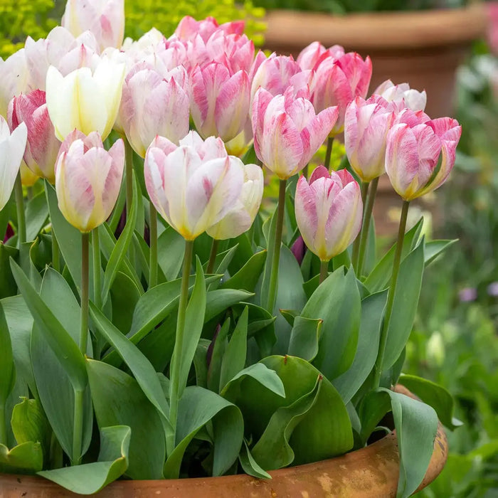 Tulip Flaming EMPEROR - TOP Size TULIP bulbs , fall planting ! - Caribbean garden seed garden products, 