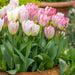 Tulip Flaming EMPEROR - TOP Size TULIP bulbs , fall planting ! - Caribbean garden seed garden products, 