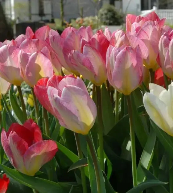 Tulip Flaming EMPEROR - TOP Size TULIP bulbs , fall planting ! - Caribbean garden seed garden products, 