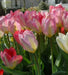 Tulip Flaming EMPEROR - TOP Size TULIP bulbs , fall planting ! - Caribbean garden seed garden products, 