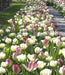 Tulip Flaming EMPEROR - TOP Size TULIP bulbs , fall planting ! - Caribbean garden seed garden products, 