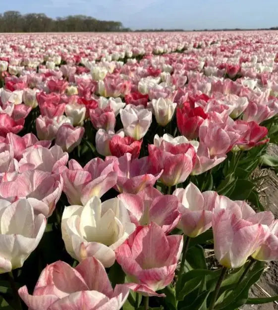 Tulip Flaming EMPEROR - TOP Size TULIP bulbs , fall planting ! - Caribbean garden seed garden products, 