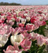 Tulip Flaming EMPEROR - TOP Size TULIP bulbs , fall planting ! - Caribbean garden seed garden products, 