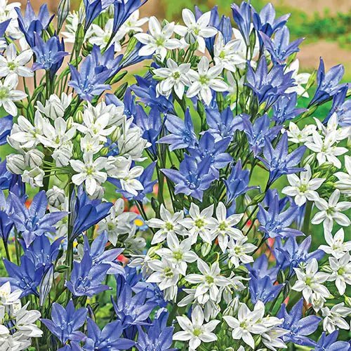 Brodiaea Queen Fabiola Bulbs (Triteleia) Blue, Purple Flowers CARIBBEAN GARDEN SEED
