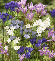 Brodiaea Queen Fabiola Bulbs (Triteleia) Blue, Purple Flowers CARIBBEAN GARDEN SEED