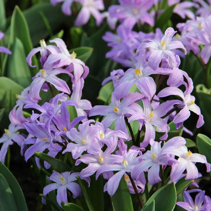 Chionodoxa Luciliae Violet Beauty -  Glory of snow BULBS ,FALL PLANTING CARIBBEAN GARDEN SEED