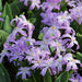 Chionodoxa Luciliae Violet Beauty -  Glory of snow BULBS ,FALL PLANTING CARIBBEAN GARDEN SEED