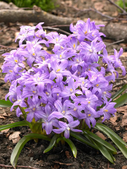 Chionodoxa Luciliae Violet Beauty -  Glory of snow BULBS ,FALL PLANTING CARIBBEAN GARDEN SEED