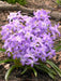 Chionodoxa Luciliae Violet Beauty -  Glory of snow BULBS ,FALL PLANTING CARIBBEAN GARDEN SEED