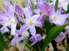 Chionodoxa Luciliae Violet Beauty -  Glory of snow BULBS ,FALL PLANTING CARIBBEAN GARDEN SEED