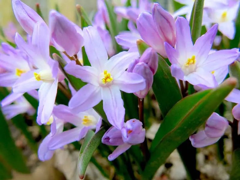 Chionodoxa Luciliae Violet Beauty -  Glory of snow BULBS ,FALL PLANTING CARIBBEAN GARDEN SEED