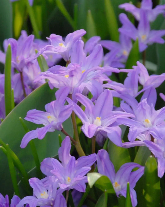Chionodoxa Luciliae Violet Beauty -  Glory of snow BULBS ,FALL PLANTING CARIBBEAN GARDEN SEED