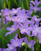 Chionodoxa Luciliae Violet Beauty -  Glory of snow BULBS ,FALL PLANTING CARIBBEAN GARDEN SEED