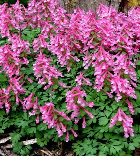 Corydalis solida Beth Evans, Fumewort, Bird in a Bush. Caribbean garden seed