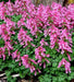 Corydalis solida Beth Evans, Fumewort, Bird in a Bush. Caribbean garden seed