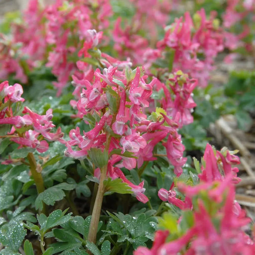 Corydalis solida Beth Evans, Fumewort, Bird in a Bush. Caribbean garden seed