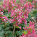 Corydalis solida Beth Evans, Fumewort, Bird in a Bush. Caribbean garden seed