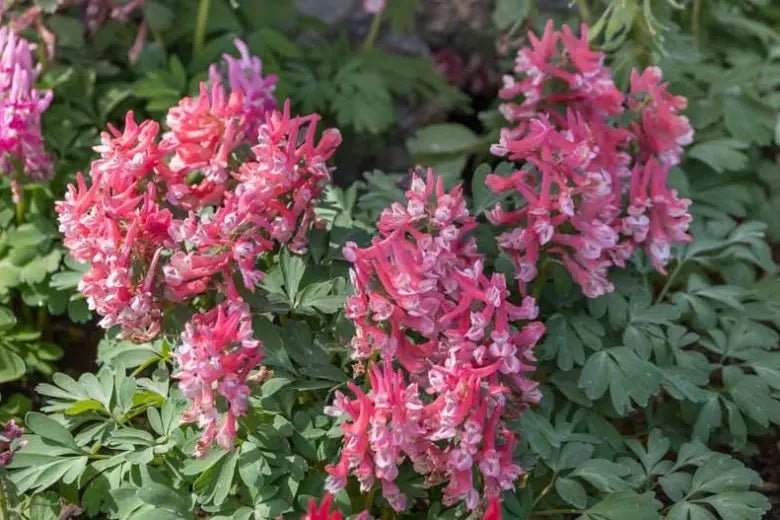 Corydalis solida Beth Evans, Fumewort, Bird in a Bush. Caribbean garden seed