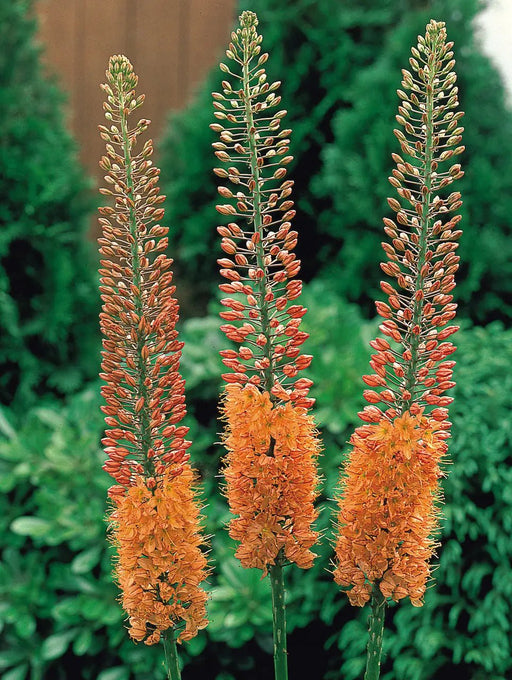 Eremurus ruiter-Hybrid Cleopatra (Foxtail Lily) Bareroot plant CARIBBEAN GARDEN SEED