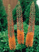 Eremurus ruiter-Hybrid Cleopatra (Foxtail Lily) Bareroot plant CARIBBEAN GARDEN SEED