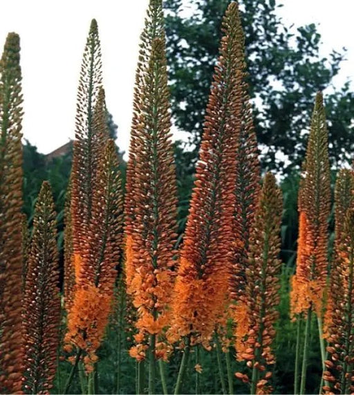 Eremurus ruiter-Hybrid Cleopatra (Foxtail Lily) Bareroot plant CARIBBEAN GARDEN SEED