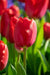 Darwin hybrid tulip BULBS, RED Van Eyk’ ,FALL LANTING Caribbean garden seed