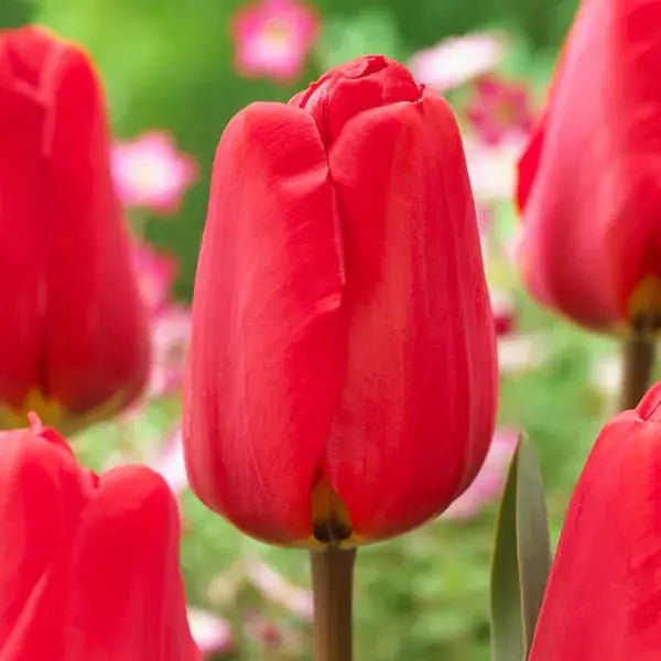 Darwin hybrid tulip BULBS, RED Van Eyk’ ,FALL LANTING Caribbean garden seed