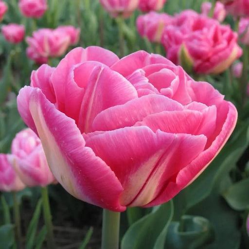 Double late tulip Vogue -fall planting bulbs Caribbean garden seed