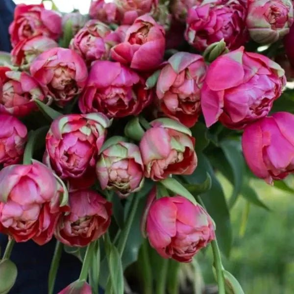 Double late tulip Vogue -fall planting bulbs Caribbean garden seed