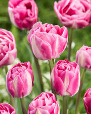 Double late tulip Vogue -fall planting bulbs Caribbean garden seed