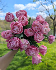 Double late tulip Vogue -fall planting bulbs Caribbean garden seed