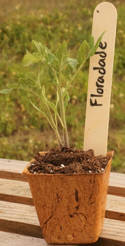 Floridade Tomato seeds - Slicing Heirloom , annual vegetable Caribbean garden seed