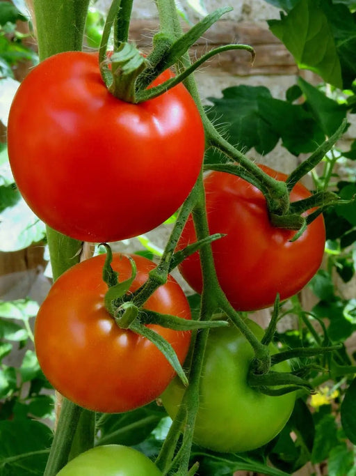 Floridade Tomato seeds - Slicing Heirloom , annual vegetable Caribbean garden seed
