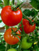 Floridade Tomato seeds - Slicing Heirloom , annual vegetable Caribbean garden seed