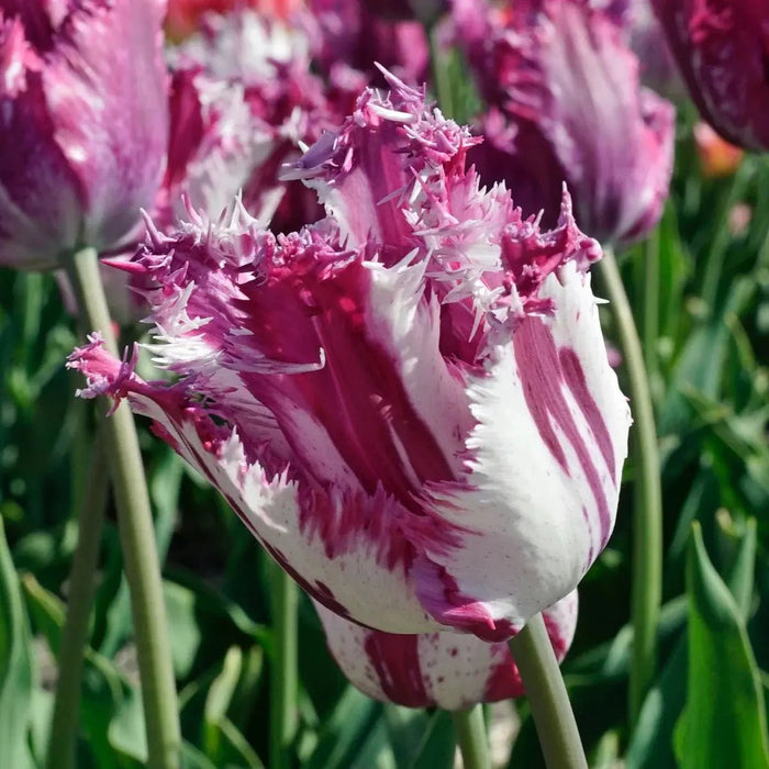 fringed tulip 'Purple Circus' , SPRING BLOOMING,FALL PLANTING Caribbean garden seed