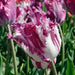 fringed tulip 'Purple Circus' , SPRING BLOOMING,FALL PLANTING Caribbean garden seed