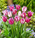 fringed tulip 'Purple Circus' , SPRING BLOOMING,FALL PLANTING Caribbean garden seed