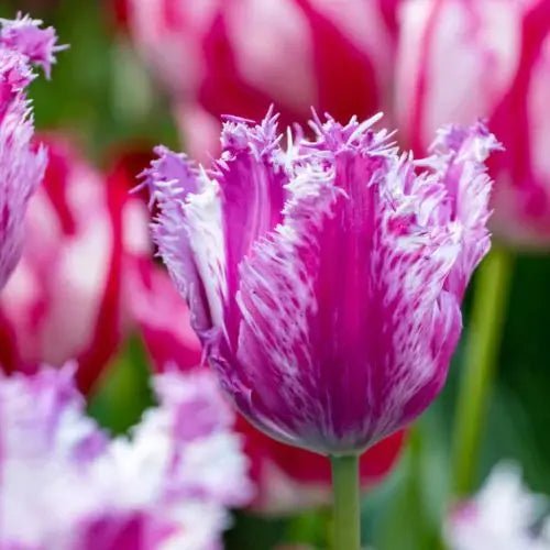 fringed tulip 'Purple Circus' , SPRING BLOOMING,FALL PLANTING Caribbean garden seed