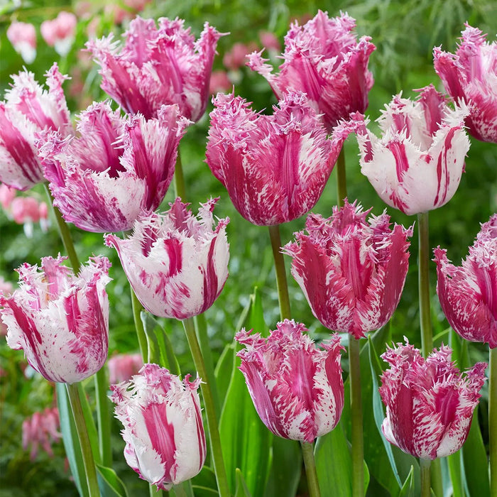 fringed tulip 'Purple Circus' , SPRING BLOOMING,FALL PLANTING Caribbean garden seed