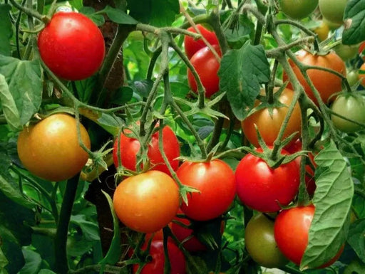 Homestead Tomato seeds -annual, open-pollinated, heirloom Caribbean garden seed