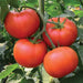 Homestead Tomato seeds -annual, open-pollinated, heirloom Caribbean garden seed