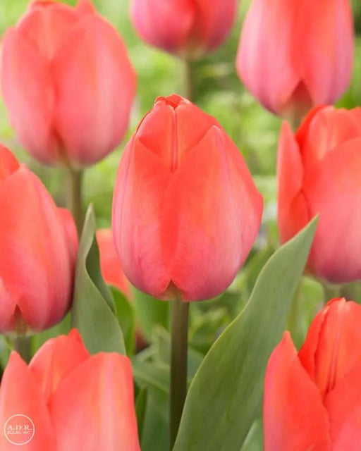 Orange van Eijk Darwin Tulip Flower Bulbs, FALL PLANTING Caribbean garden seed