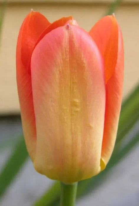 Orange van Eijk Darwin Tulip Flower Bulbs, FALL PLANTING Caribbean garden seed